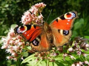 Von einer Truhenbank aus lässt sich der Garten wunderbar beobachten