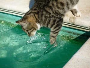 Katze am Swimmingpool