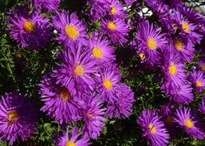 Die Aster - eine der beliebtesten Herbstblumen