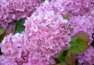 Hortensien versprühen pure Romantik im Herbstgarten