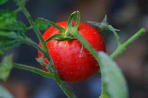 Tomaten lieben eigenen Tomaten Spezialdünger