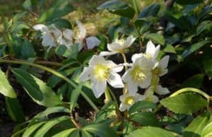 Christrose oder Schneerose - ein beliebter Winterblüher