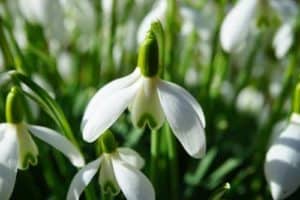 Schneeglöckchen - die ersten Frühblüher - der als Winterblüher startet