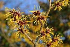 Die Zaubernuss - ein Highlight im winterlichen Garten