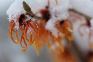 Zaubernuss unter Schnee - keine Sorge, den Blühten der winterblühenden Pflanzen kann der Schnee nichts anhaben