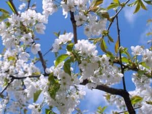 Garten im Frühling