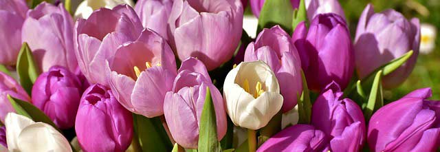 Wenn die Tulpen blühen ist der Frühling richtig angekommen