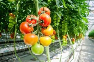 Tomaten im Gewächshaus