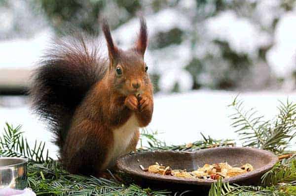 Zu den Gartenarbeiten im Winter gehört auch das Tiere füttern