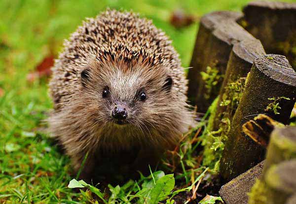 Dem Igel beim Überwintern im Garten helfen – so geht’s