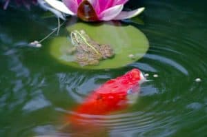Der Fischteich als Gartenteich