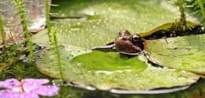 Gartenteich mit Frosch