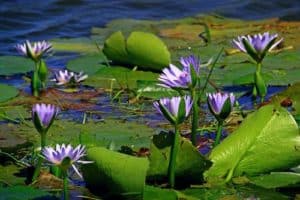 Wasserpflanzen dürfen im Gartenteich nicht fehlen