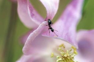 Ameisen an Rosen müssen bekämpft werden