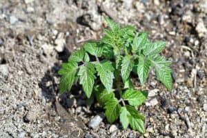 Die kleine Tomatenpflanze wächst am besten in einem Tomatenhaus