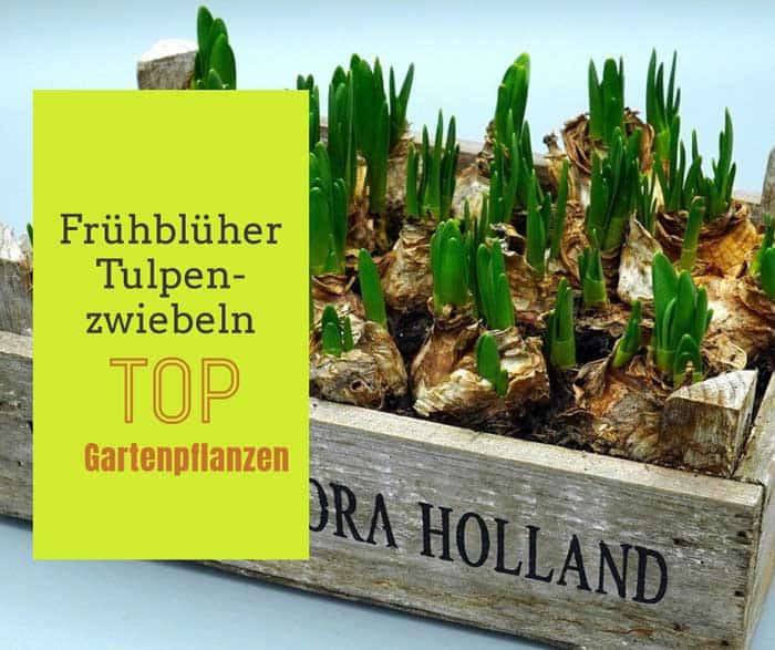 Tulpenzwiebeln