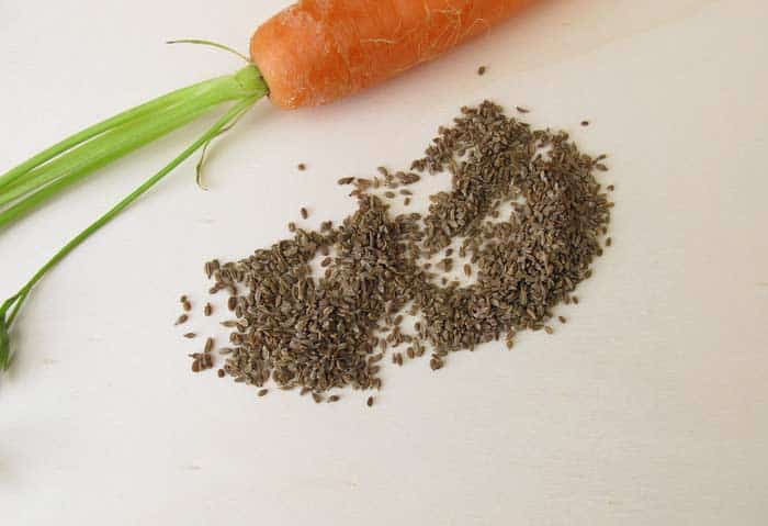 Daucus carota Saatband Karotten Mohrrüben Samen 43004 Möhren 'Sugarsnax 54' F1 