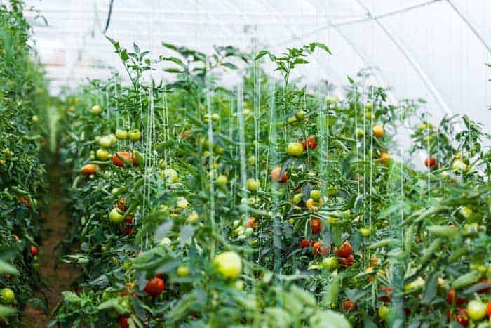 Großes Tomatenhaus mit vielen Tomatenpflanzen