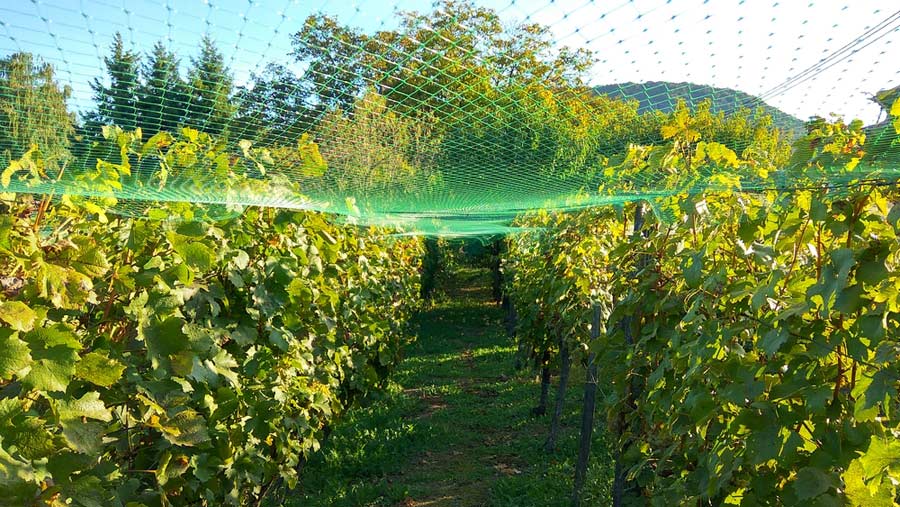 Ein Starennetz als Gartennetz (depositphotos.com) Ein Starennetz als Gartennetz (depositphotos.com)