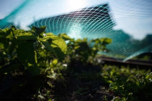 Gemüseschutznetz - hier als Schutz über Erdbeeren (depositphotos.com)