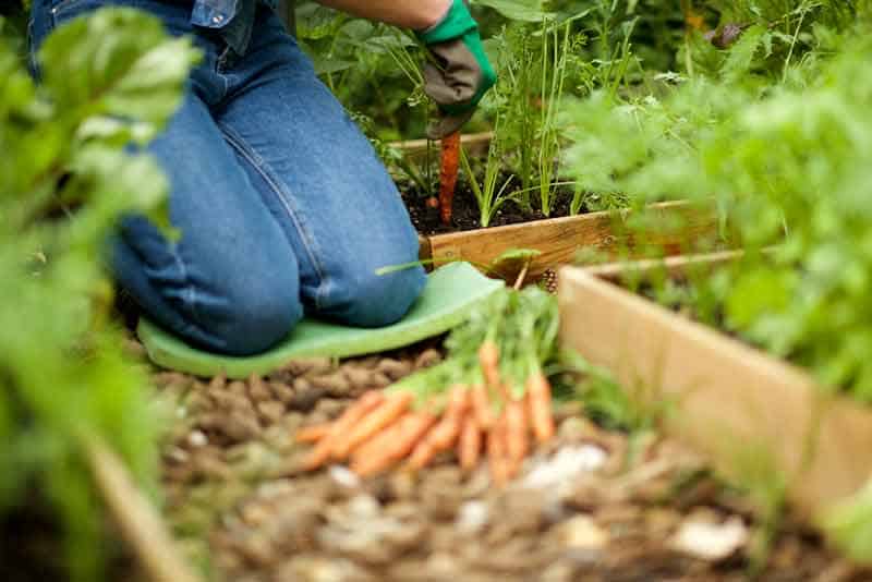 Kniekissen Garten ☀+++ 2025 Garten Themenguide