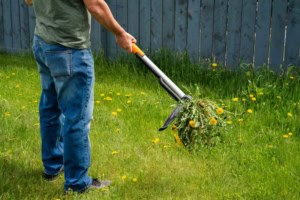 Unkrautstecher - auch speziell für Disteln erhältlich (depositphotos.com)