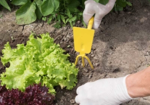 Eine Kombihacke im Garten im Einsatz (depositphotos.com)