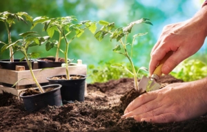 Die richtige Tomatenerde ist wichtig für ein gesundes Wachstum (depositphotos.com)