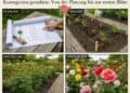 Rosengarten gestalten: Von der Planung bis zur ersten Blüte